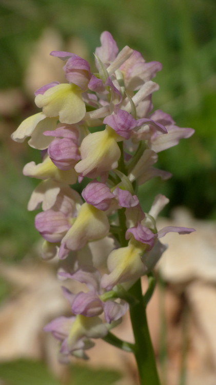 Orchis x Plessidiaca Renz 1928